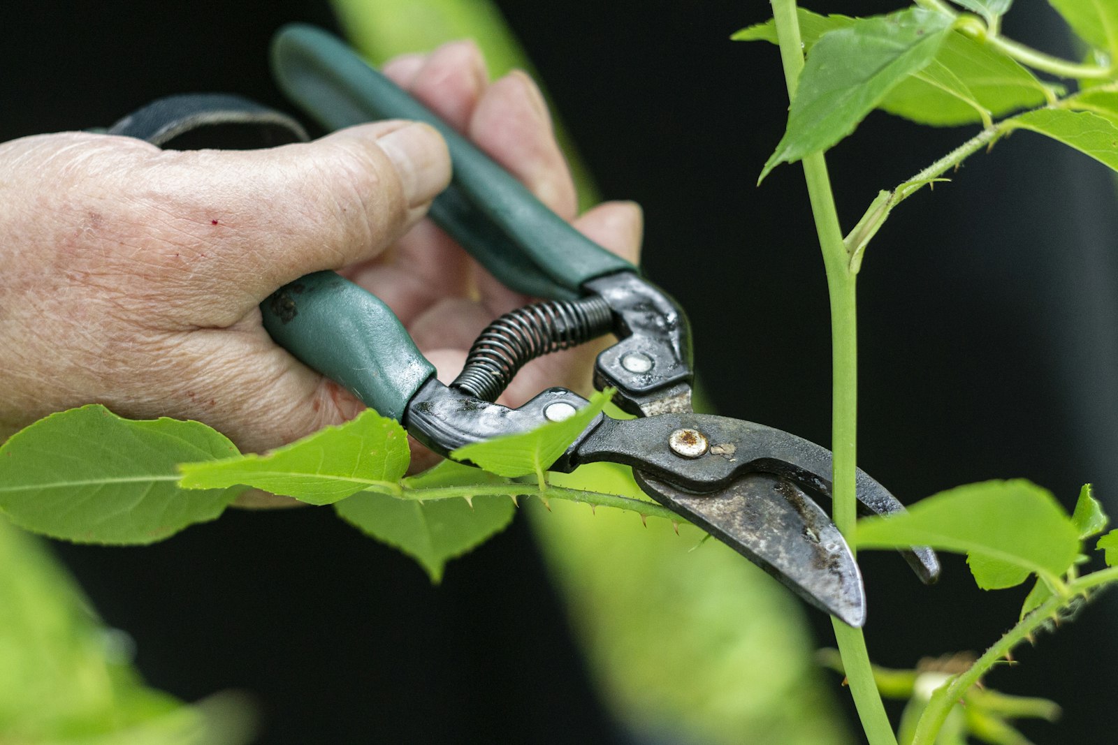 Hands pruning a flowering plant